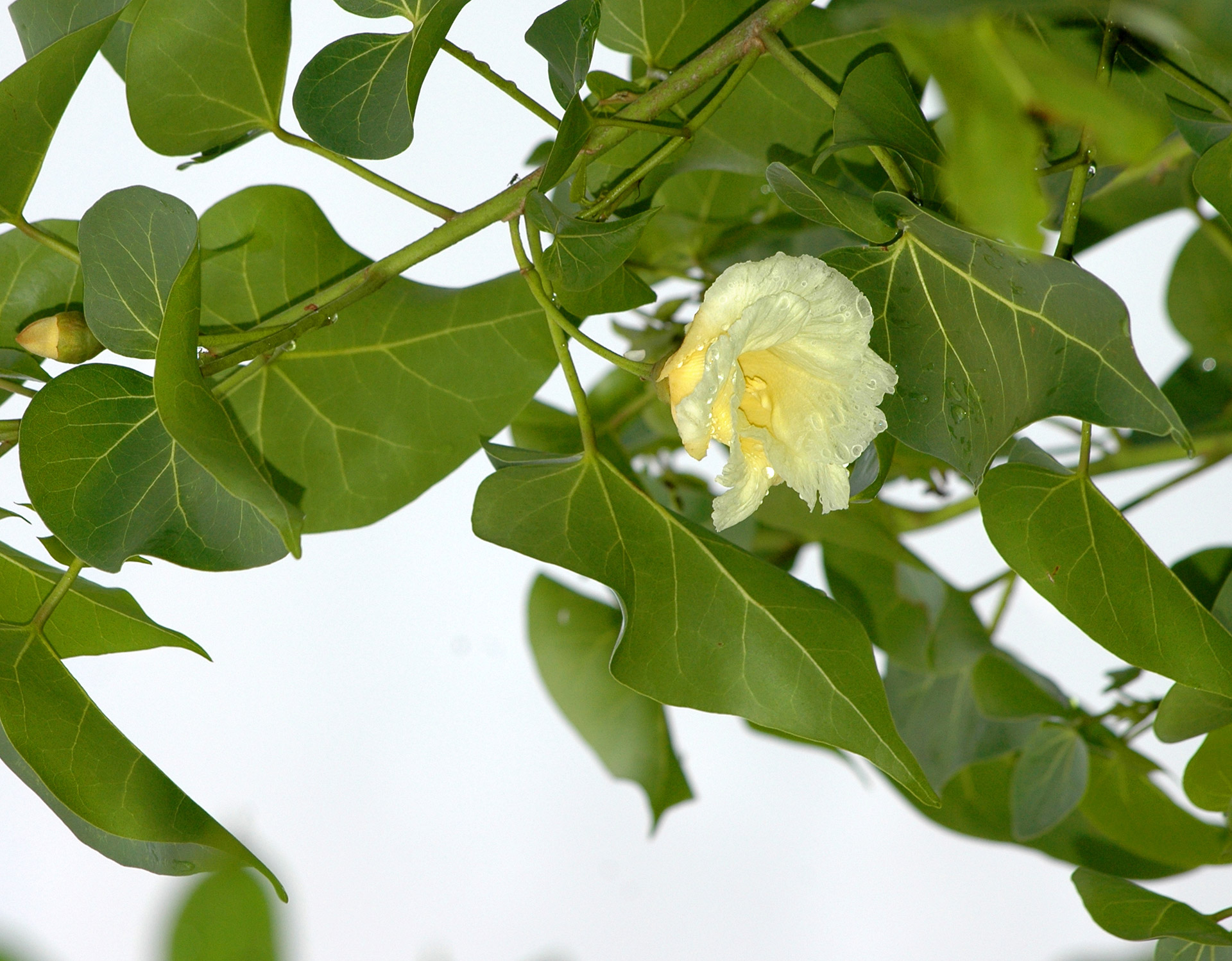 Gėlė,  Wildflower,  Geltona,  Atogrąžų,  Hibiscus,  Laukinė Tropinė Gėlė, Nemokamos Nuotraukos,  Nemokama Licenzija