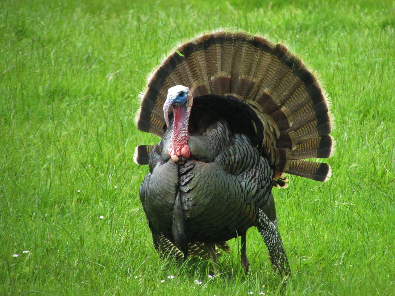 Wild Turkey,  Turkija,  Žolė,  Žalias,  Oregonas,  Vasara,  Safari,  Plunksnų,  Patinas,  Žalia Žolė