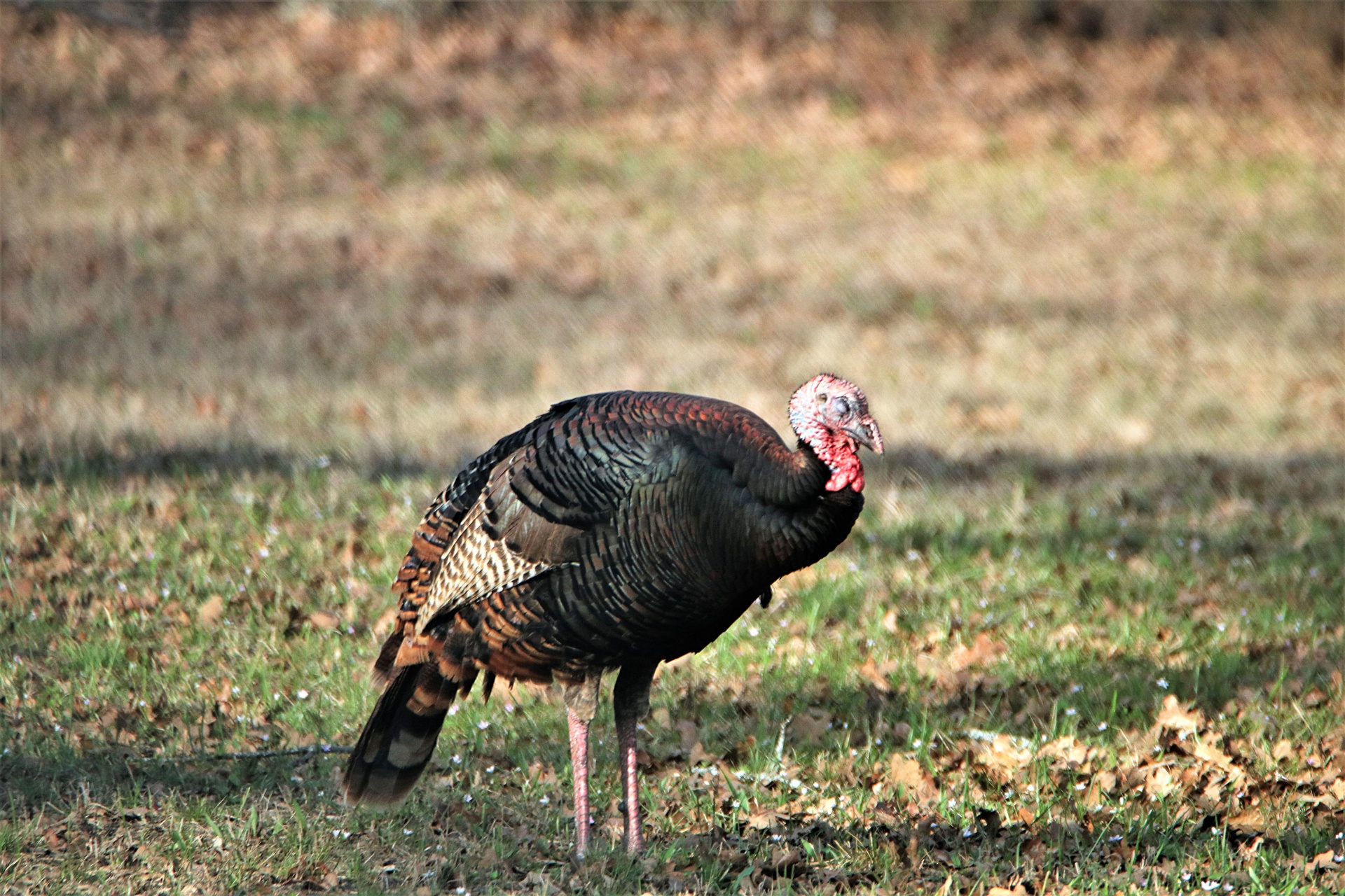 Gamta,  Laukinė Gamta,  Gyvūnai,  Paukščiai,  Žaidimas & Nbsp,  Paukštis,  Turkija,  Jaunas & Nbsp,  Vyriškas & Nbsp,  Turkija