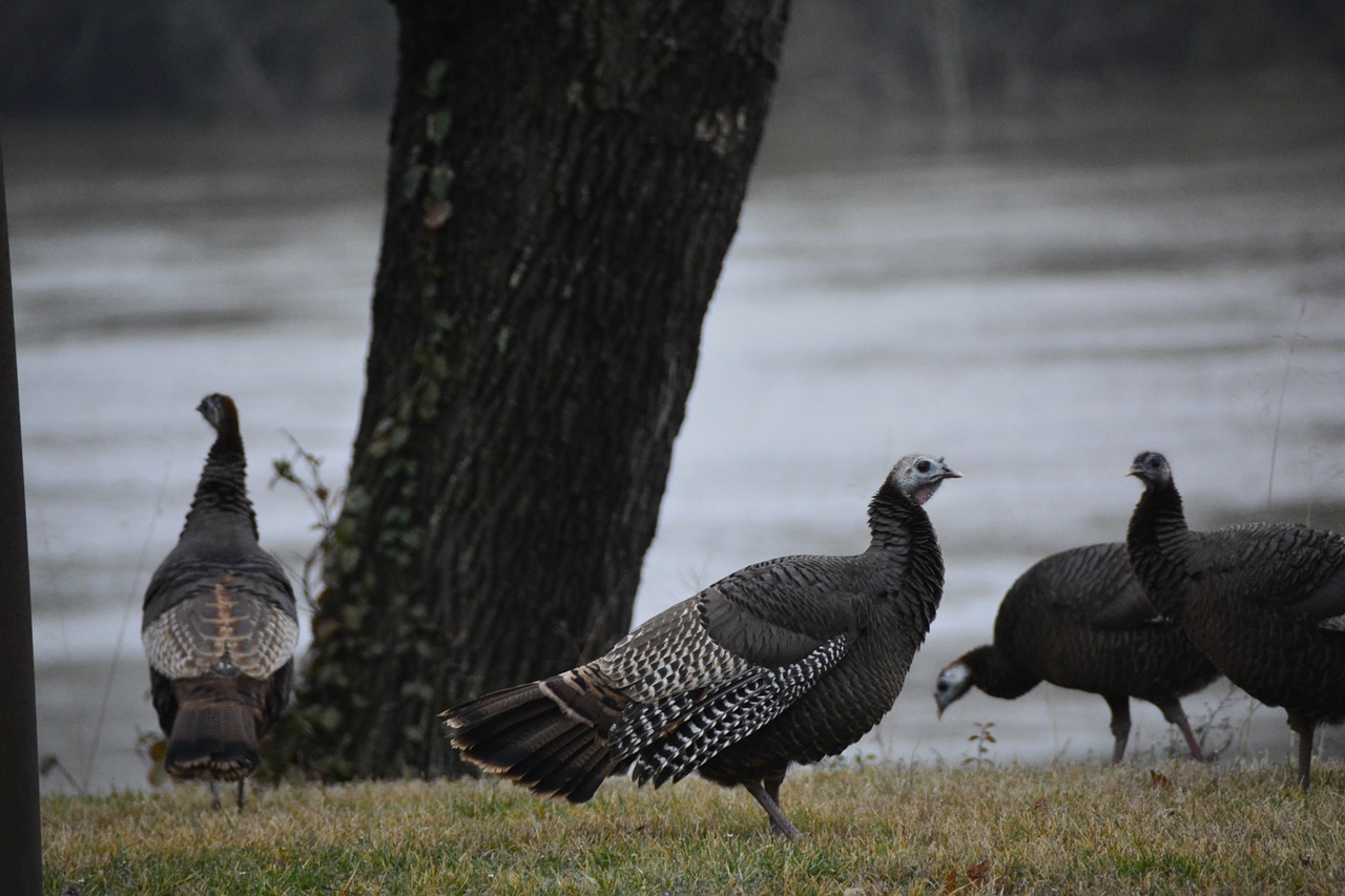 Laukiniai Kalakutai, Kalakutai, Upė, Laukinė Gamta, Lauke, Ruda, Padėka, Gamebird, Wattle, Nemokamos Nuotraukos