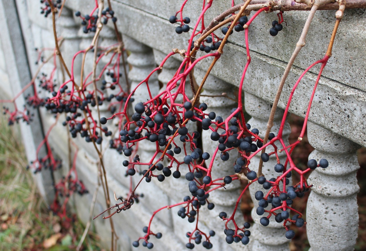 Laukinis Vynas, Vaisiai, Juodos Uogos, Nuodingų Vaisių, Vaisius Winobluszczu, Virginia Creeper, Ornamentas, Kompozicija, Ruduo, Kekės