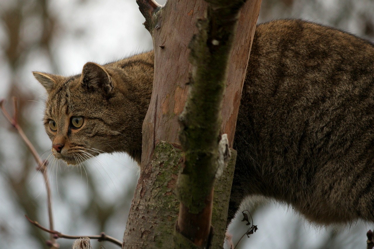 Wildcat, Katė, Gyvūnas, Gamta, Nemokamos Nuotraukos,  Nemokama Licenzija