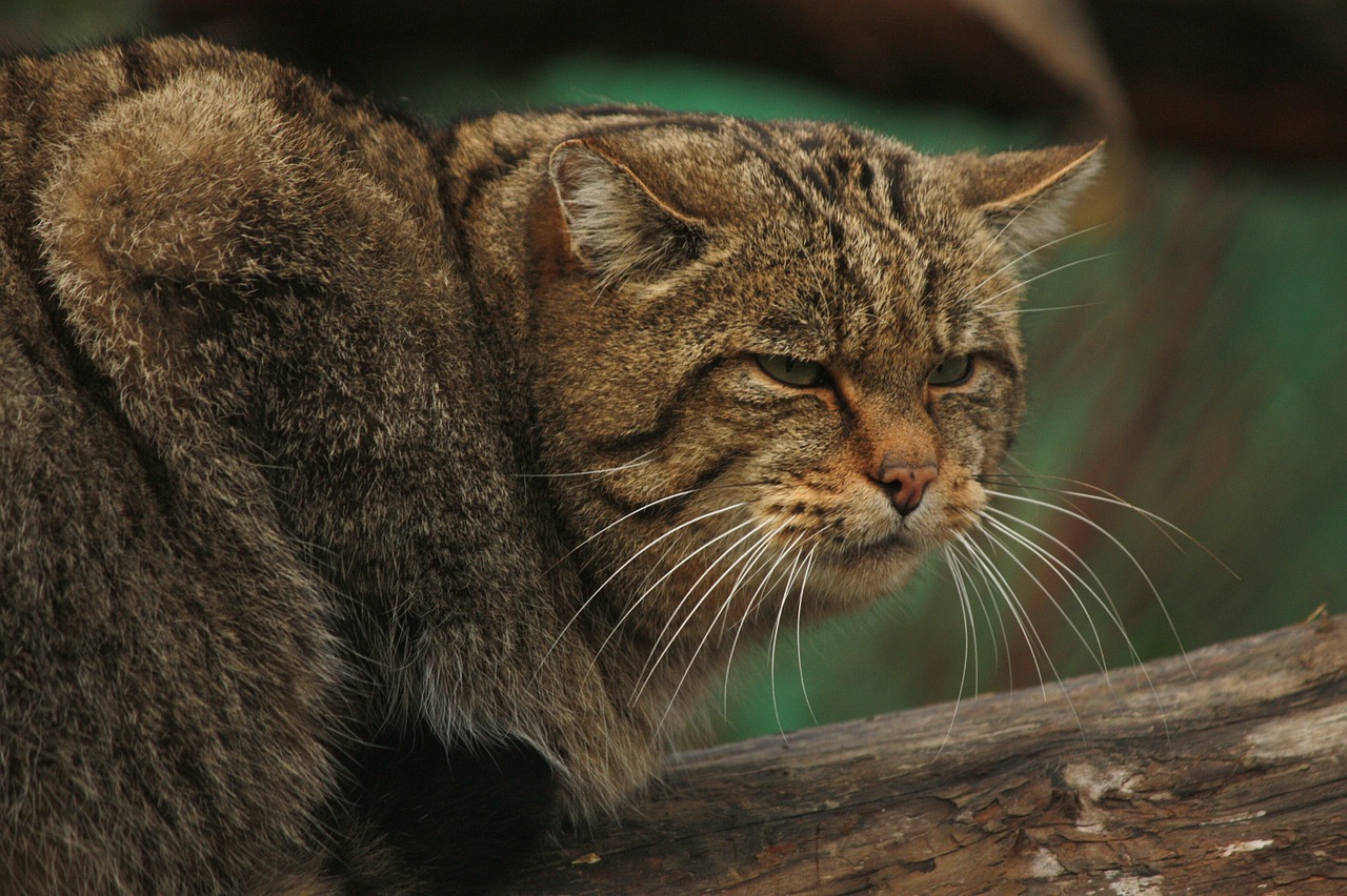 Wildcat, Katė, Gyvūnas, Gamta, Nemokamos Nuotraukos,  Nemokama Licenzija