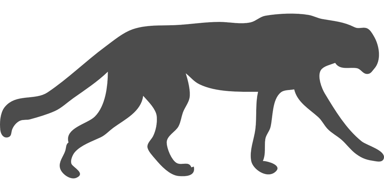 Wildcat, Puma, Leopardas, Gepardas, Gyvūnas, Katė, Kačių, Laukiniai, Gamta, Žinduolis