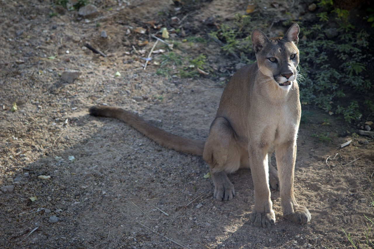 Wildcat,  Laukinių,  Didelė Katė,  Gyvūnijos,  Zoo Wildlife, Nemokamos Nuotraukos,  Nemokama Licenzija