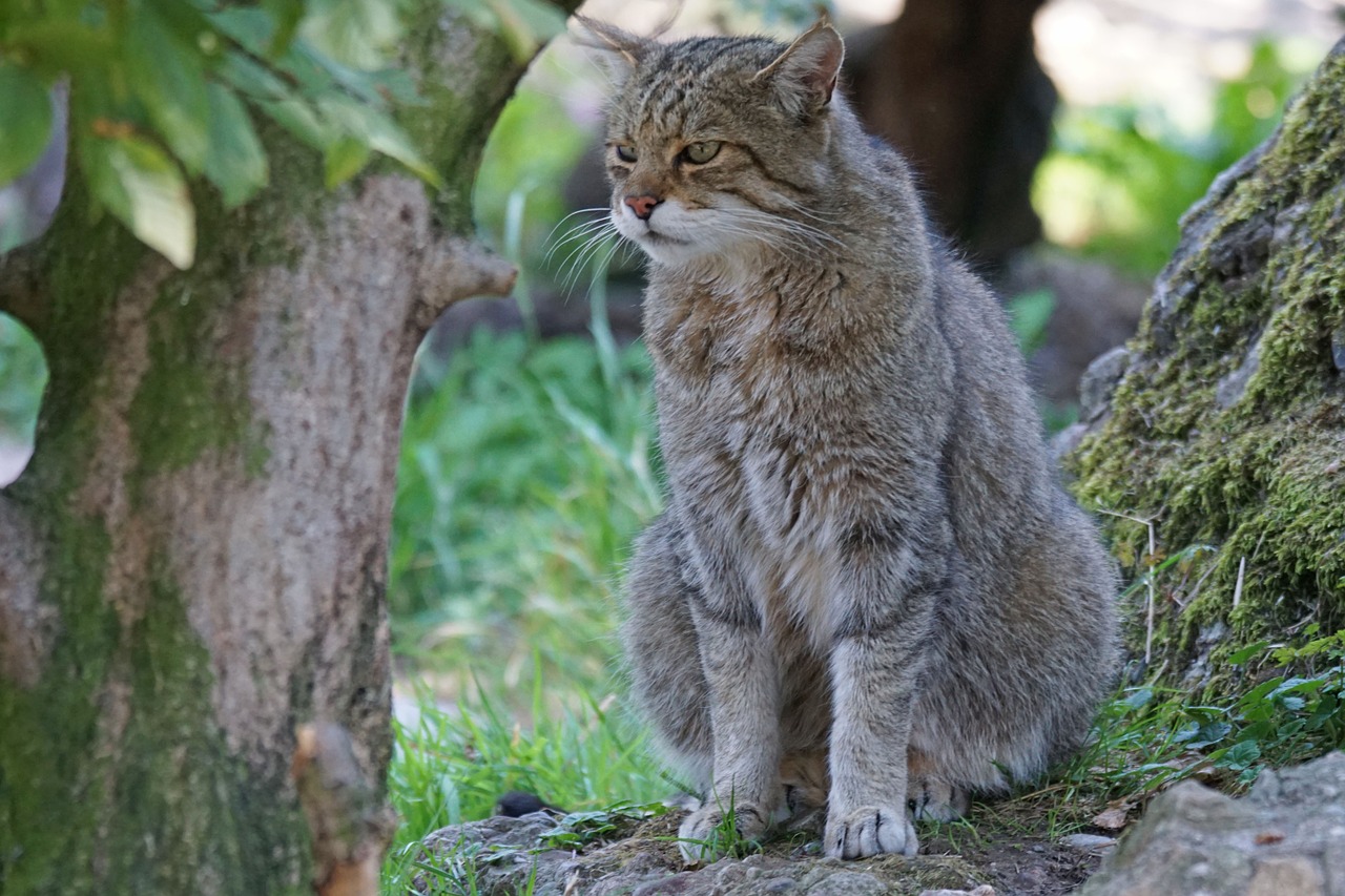 Wildcat, Laukinio Gyvenimo Parkas, Plėšrūnas, Nemokamos Nuotraukos,  Nemokama Licenzija