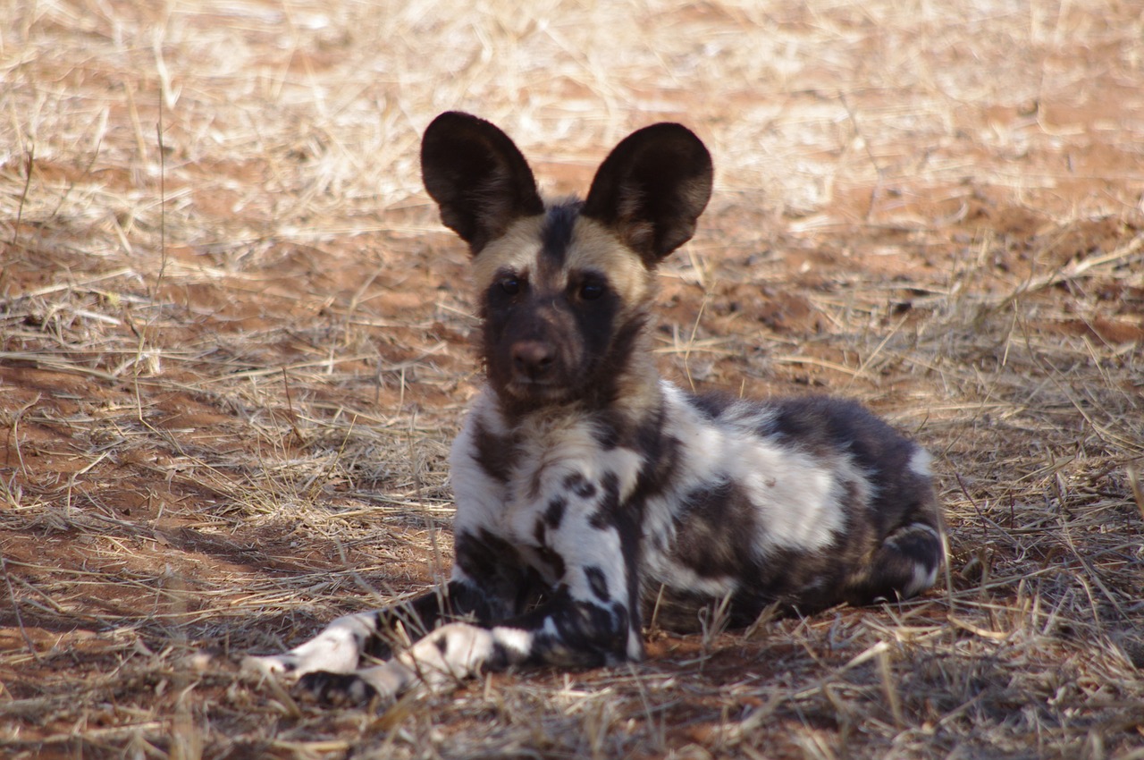 Laukinis Šuo, Afrika, Gyvūnai, Nemokamos Nuotraukos,  Nemokama Licenzija
