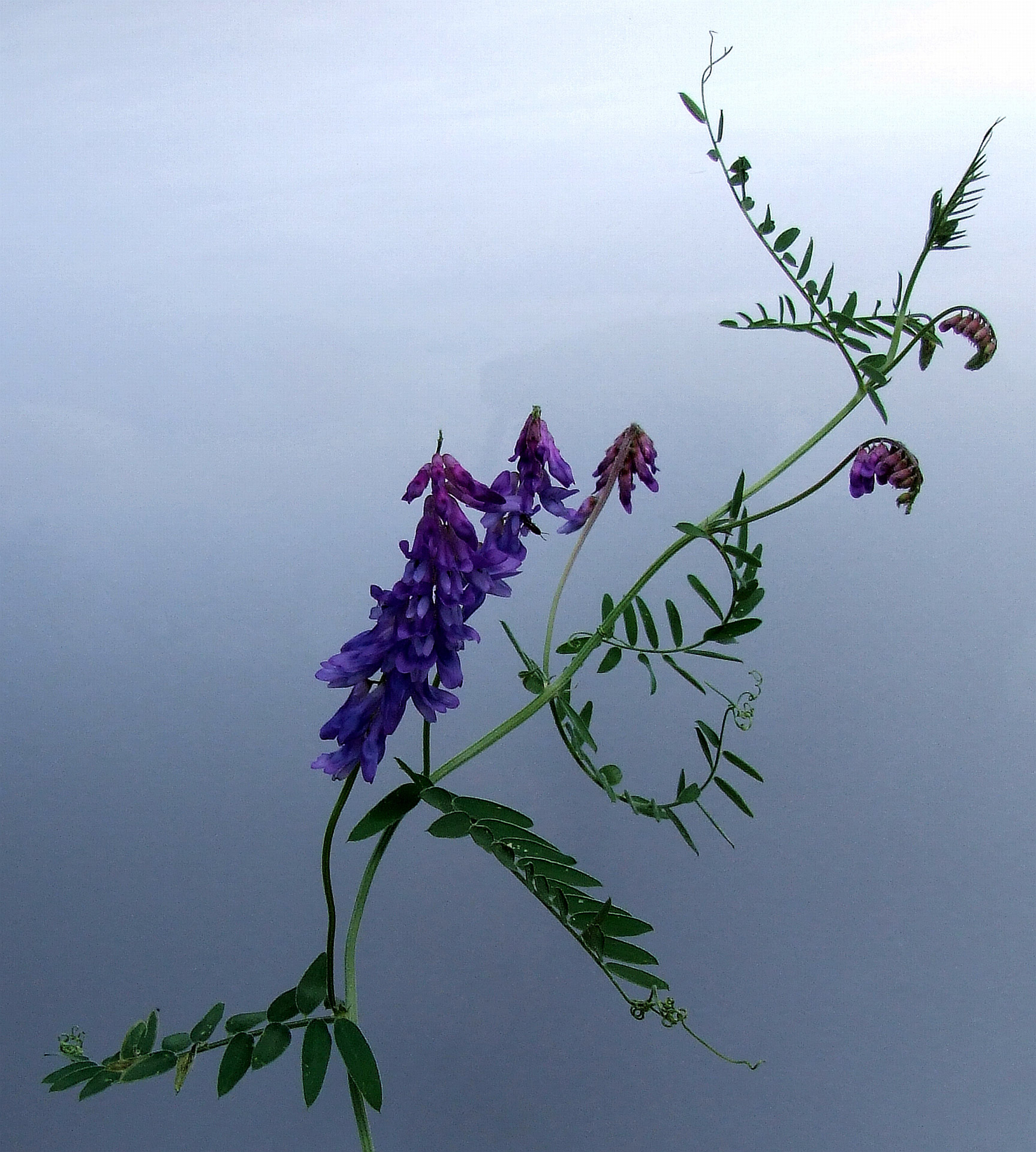 Vetch,  Paukštis & Nbsp,  Vetch,  Kelias & Nbsp,  Piktžolių,  Wildflower,  Laukiniai Vikiai, Nemokamos Nuotraukos,  Nemokama Licenzija