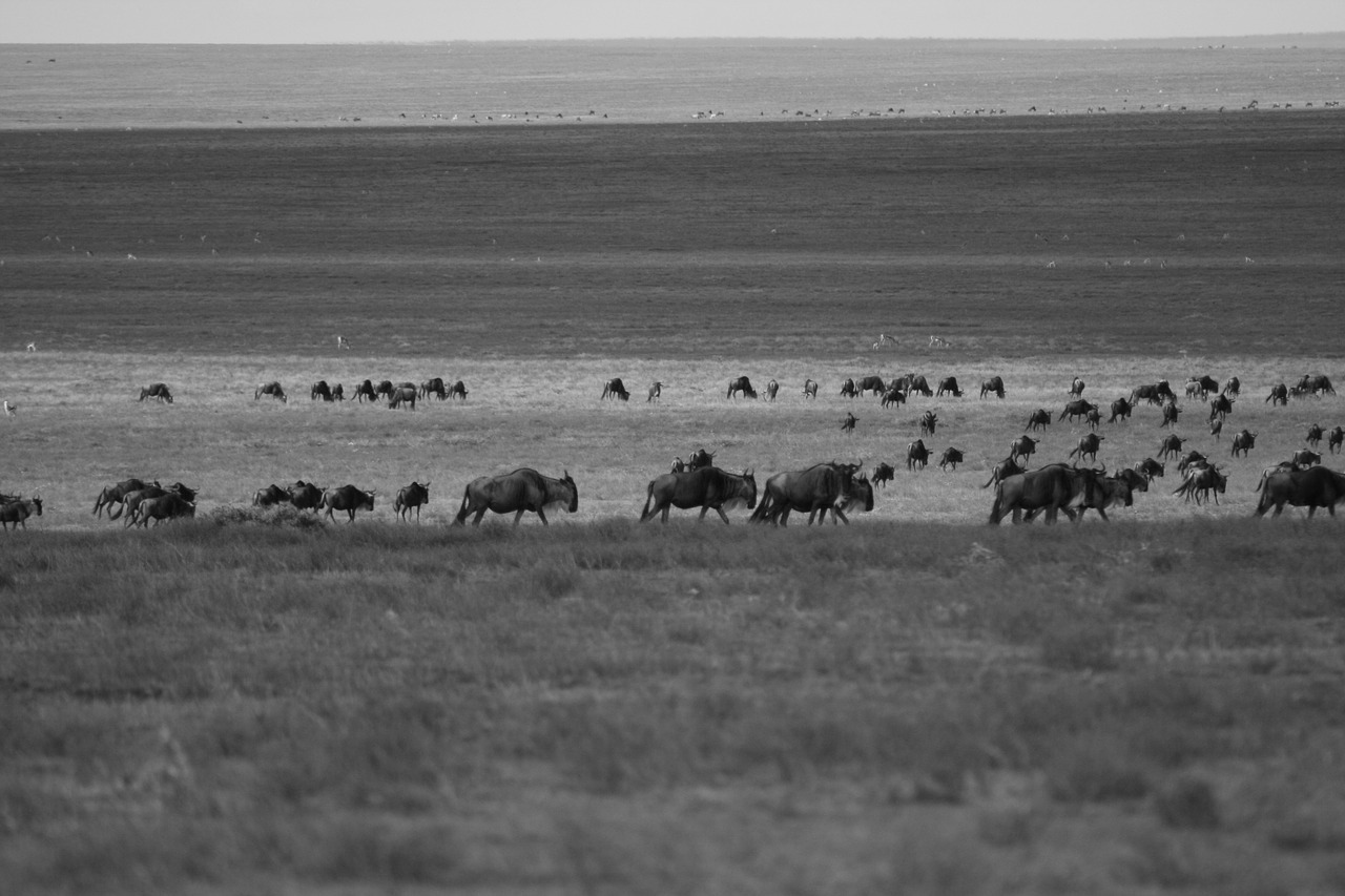 Wildebeest, Migracija, Atvykimas, Afrika, Laukinė Gamta, Tanzanija, Serengetti, Gamta, Laukiniai, Kelionė