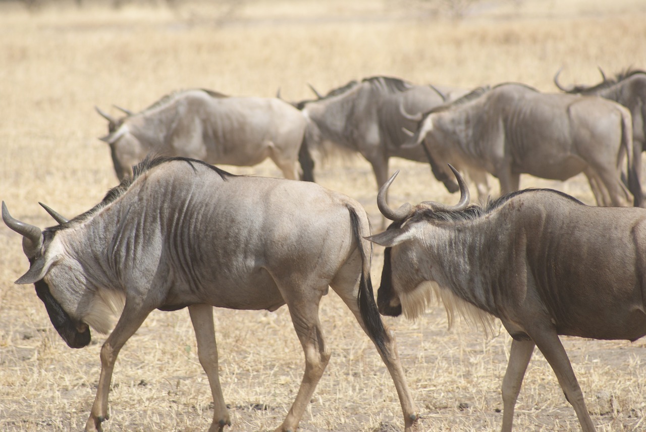 Wildebeest, Afrika, Laukinė Gamta, Gamta, Masai, Kenya, Laukiniai, Nemokamos Nuotraukos,  Nemokama Licenzija
