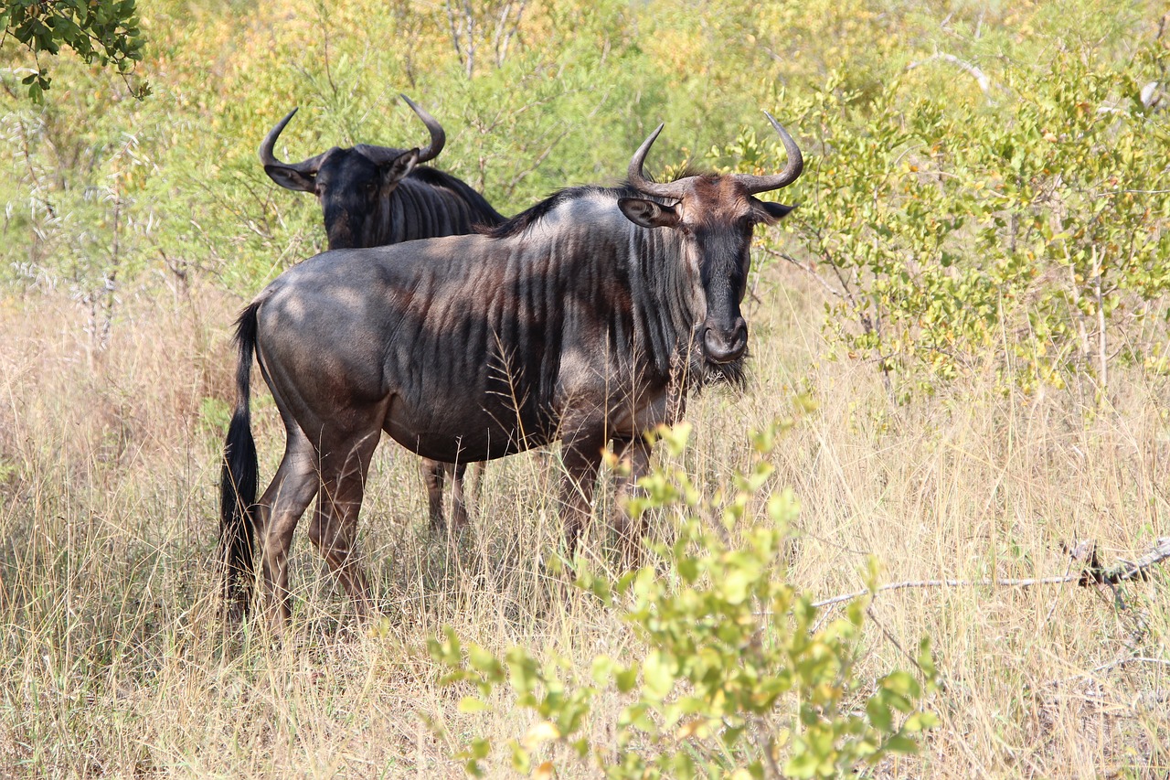 Wildebeest, Gamta, Kruger Nacionalinis Parkas 2014, Nemokamos Nuotraukos,  Nemokama Licenzija
