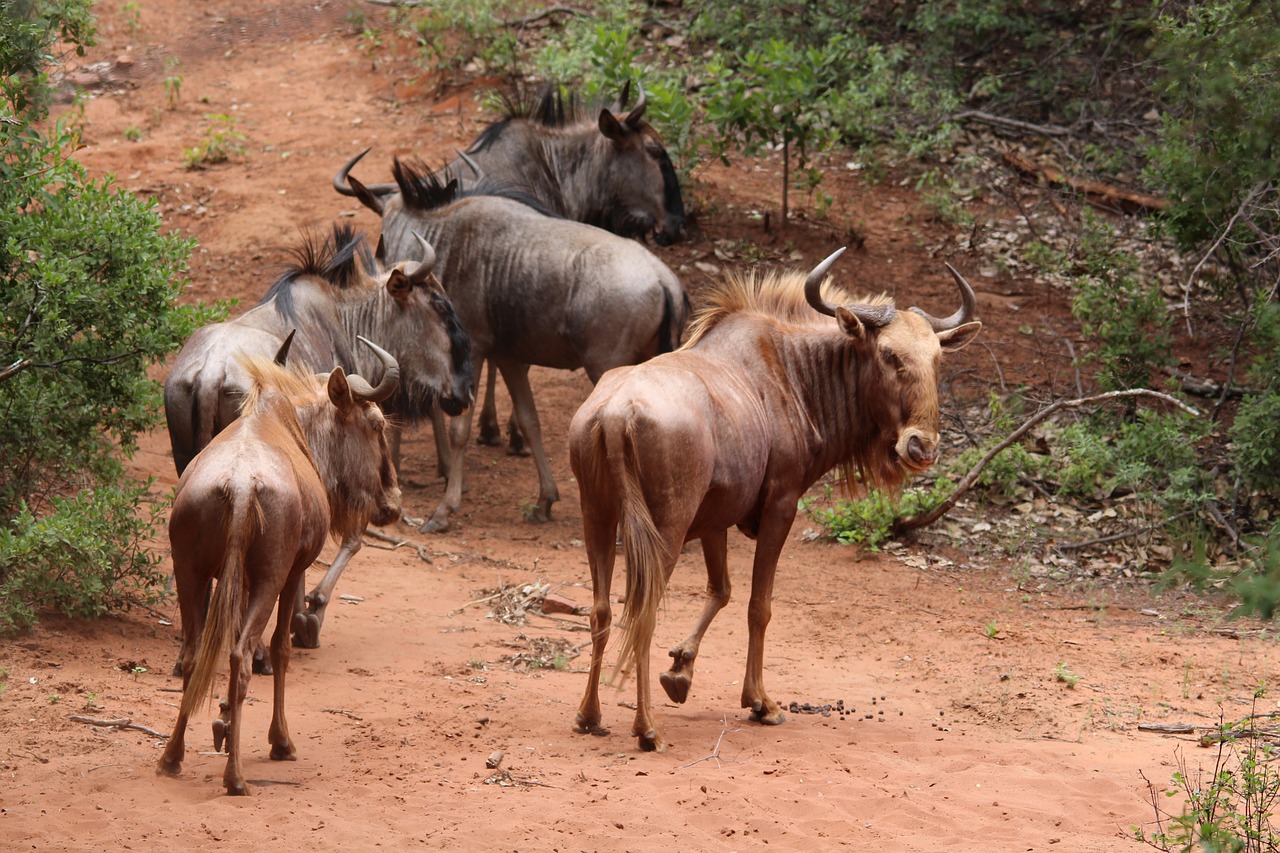 Wildebeest, Auksas, Bandas, Afrika, Laukiniai, Laukinė Gamta, Gamta, Safari, Žinduolis, Antilopė