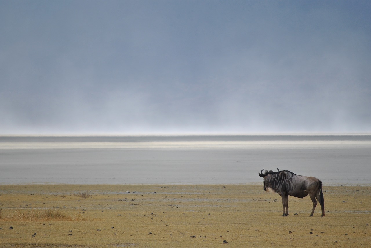 Wildebeest, Gnu, Laukinis Gyvūnas, Nacionalinis Parkas, Afrika, Ngorongoro, Tanzanija, Nemokamos Nuotraukos,  Nemokama Licenzija