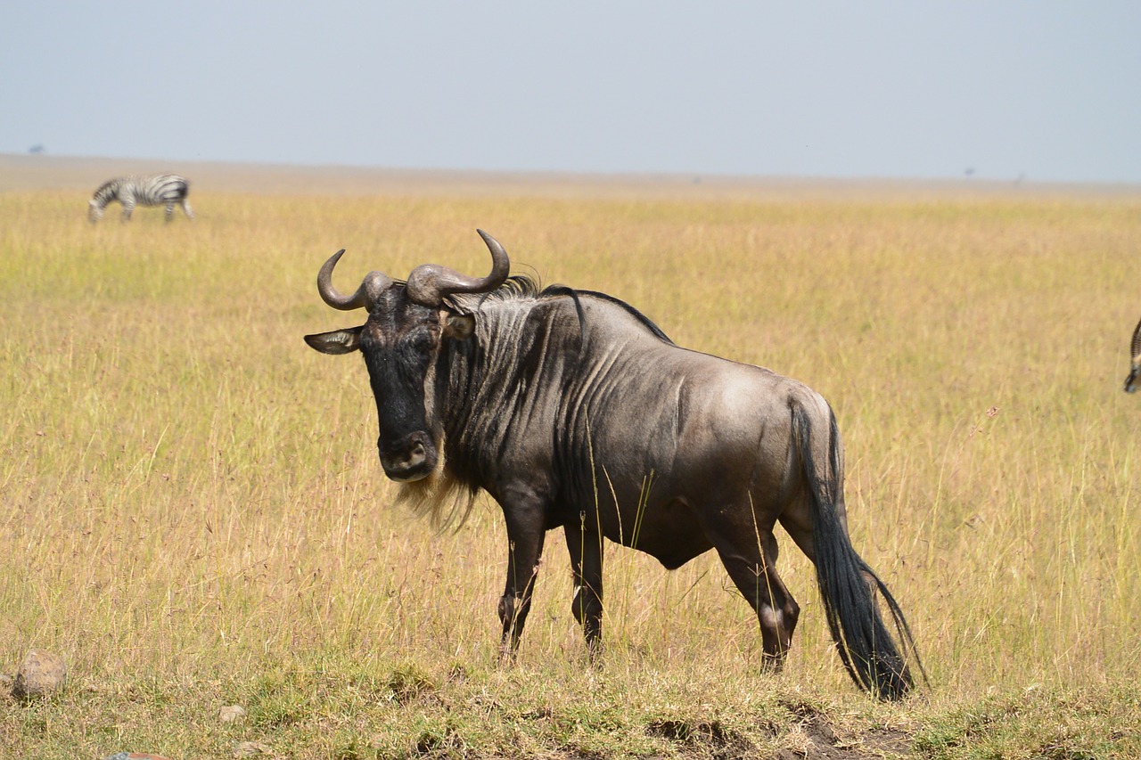 Wildebeest, Laukiniai, Laukinė Gamta, Žinduolis, Afrikos, Savana, Dykuma, Fauna, Žolėdis, Kankinti