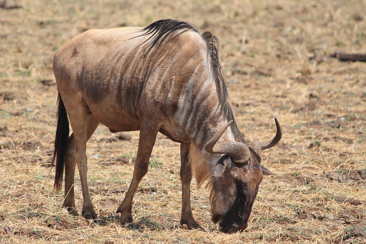 Wildebeest, Gyvūnai, Afrika, Nemokamos Nuotraukos,  Nemokama Licenzija
