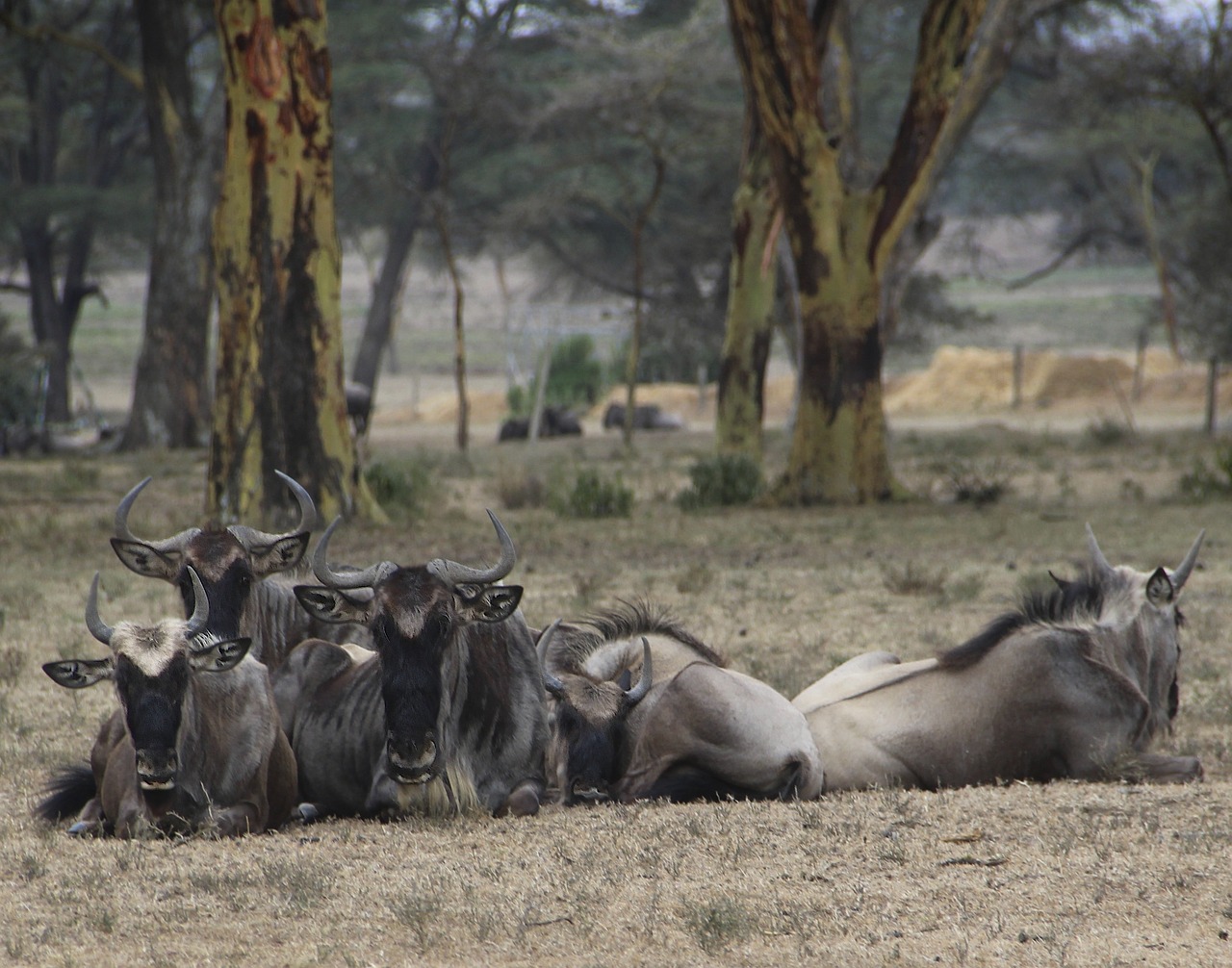 Wildebeest, Kenya, Naivasha, Safari, Nemokamos Nuotraukos,  Nemokama Licenzija