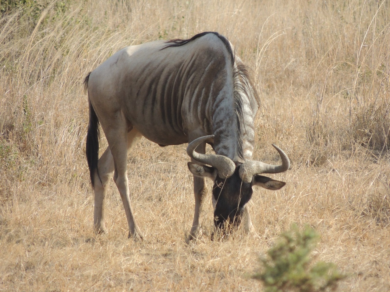 Wildebeest, Afrika, Laukinė Gamta, Gamta, Laukiniai, Gyvūnas, Safari, Afrikos, Parkas, Žinduolis