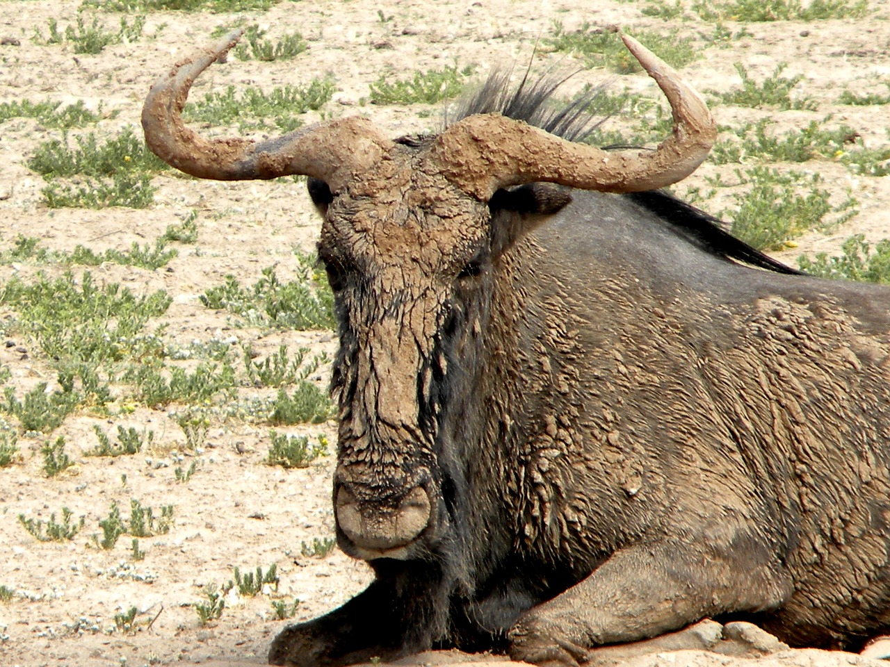 Wildebeest, Žinduolis, Laukinė Gamta, Afrika, Parkas, Safari, Gamta, Žolėdis, Dykuma, Kgalagadi