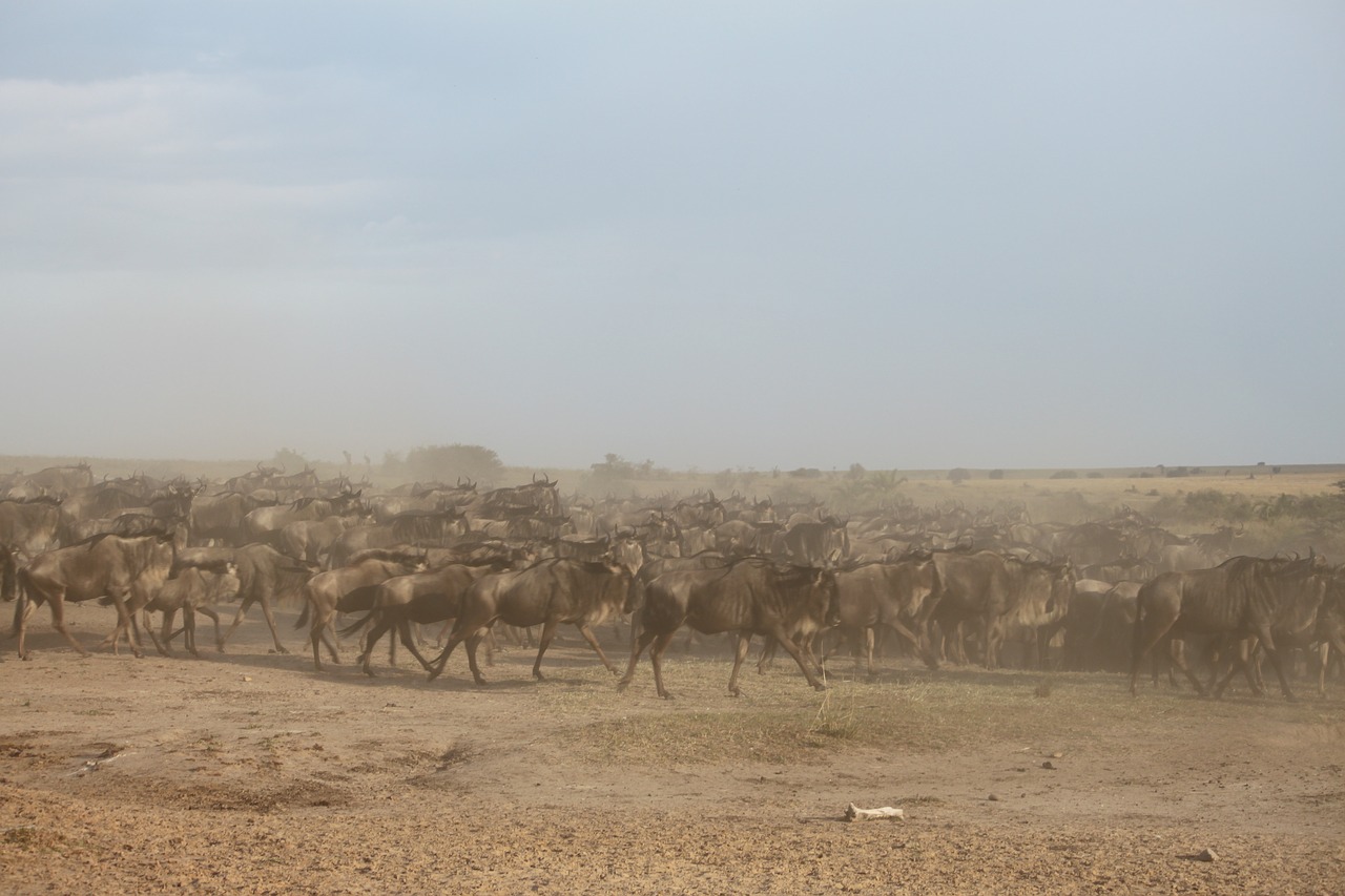 Migruojantis Nuo Vabzdžių, Puiki Migracija, Wildebeest, Migracija, Kenya, Afrika, Serengeti, Safari, Tanzanija, Upė