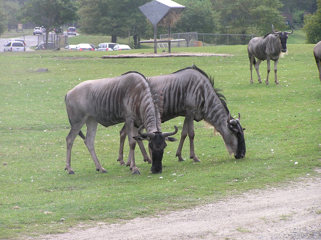 Laukinis Žvėris, Žvėrys, Gyvūnas, Safari, Nemokamos Nuotraukos,  Nemokama Licenzija