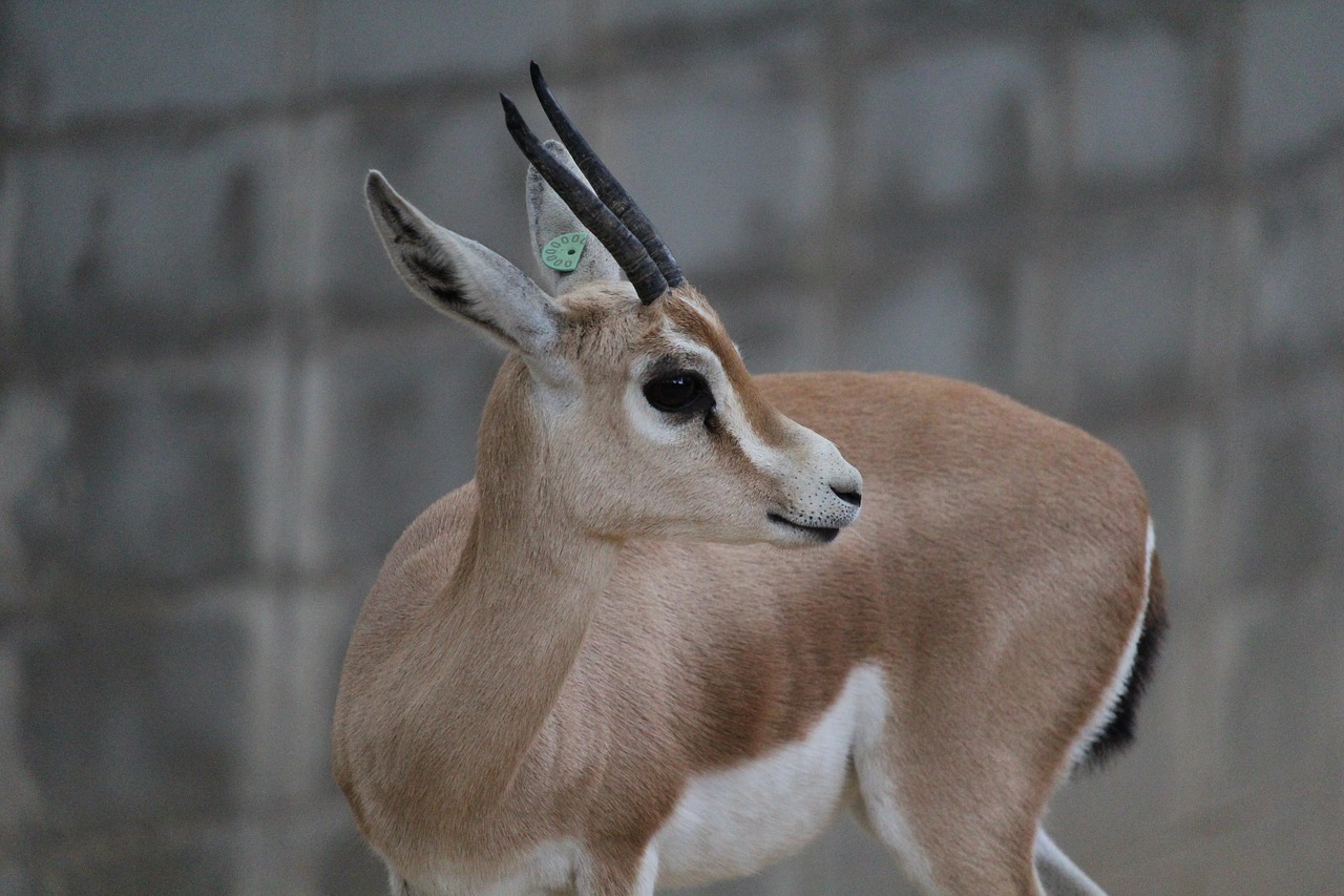 Gazelė, Dykuma, Judėjimas, Gamta, Safari, Dykuma, Laukiniai, Afrikos, Afrika, Vaizdas