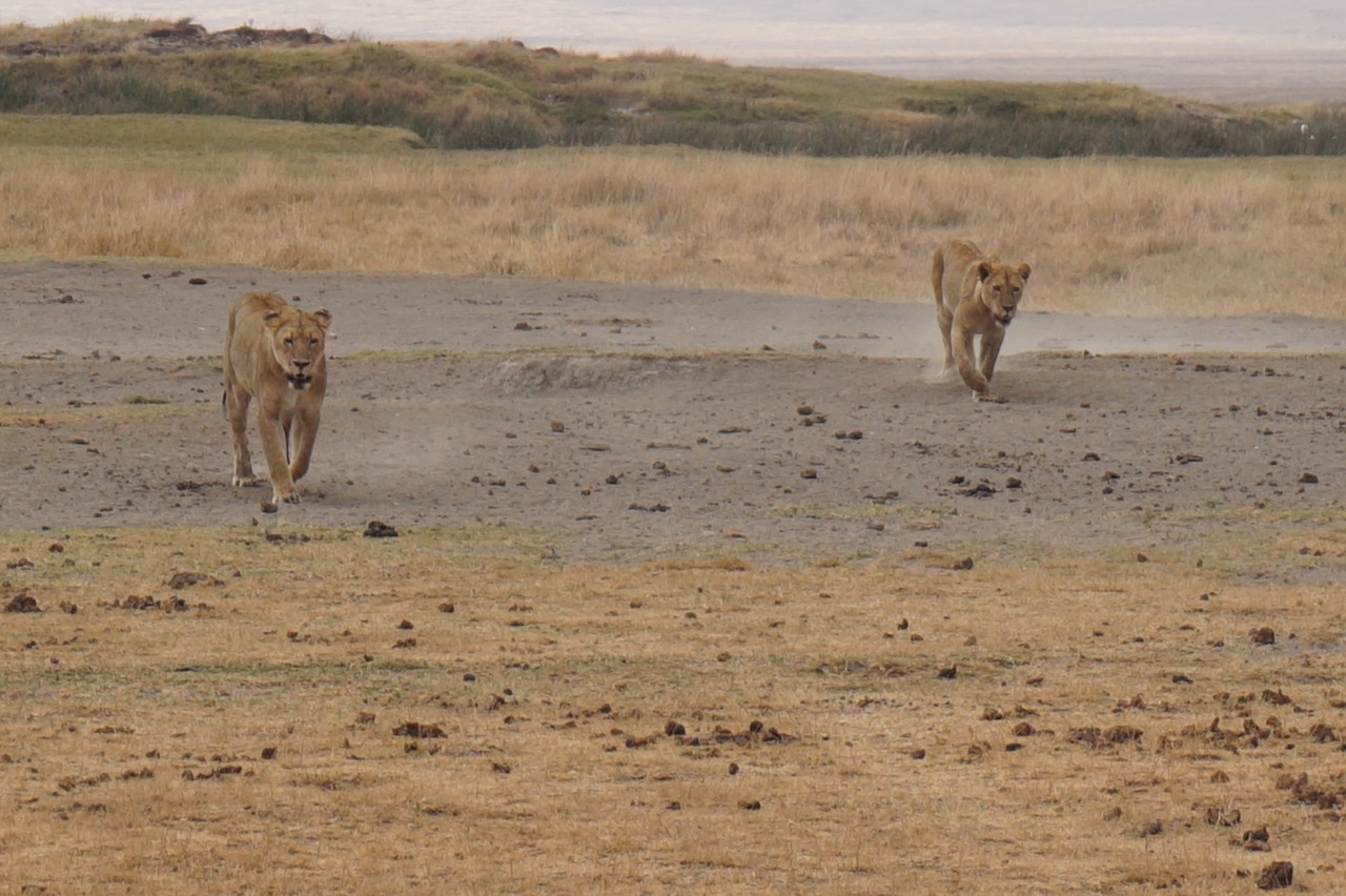 Dykuma,  Tigras,  Safari,  Didelė Katė,  Predator,  Pietų Afrika,  Wildcat,  Serengeti Parkas,  Lauko,  Mėsėdžiai