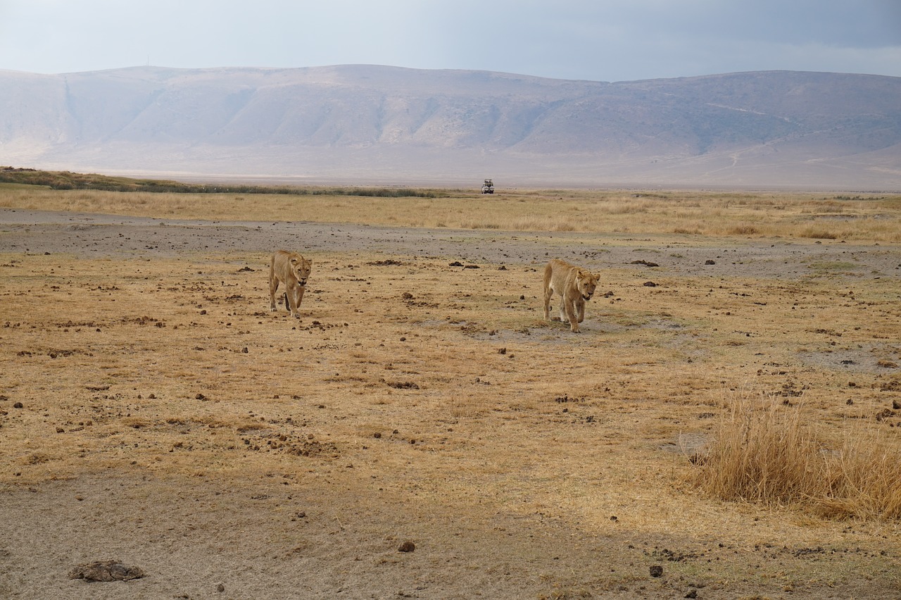 Dykuma,  Tigras,  Safari,  Didelė Katė,  Predator,  Wildcat,  Lauko,  Serengeti Parkas,  Pietų Afrika,  Mėsėdžiai