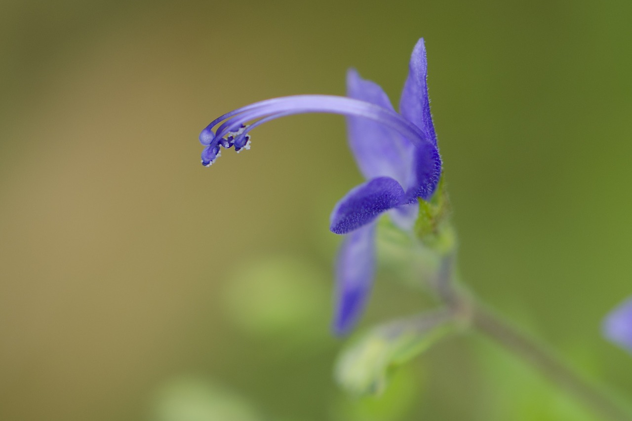 Wildflower, Mėlynas, Rugpjūtis, Nemokamos Nuotraukos,  Nemokama Licenzija