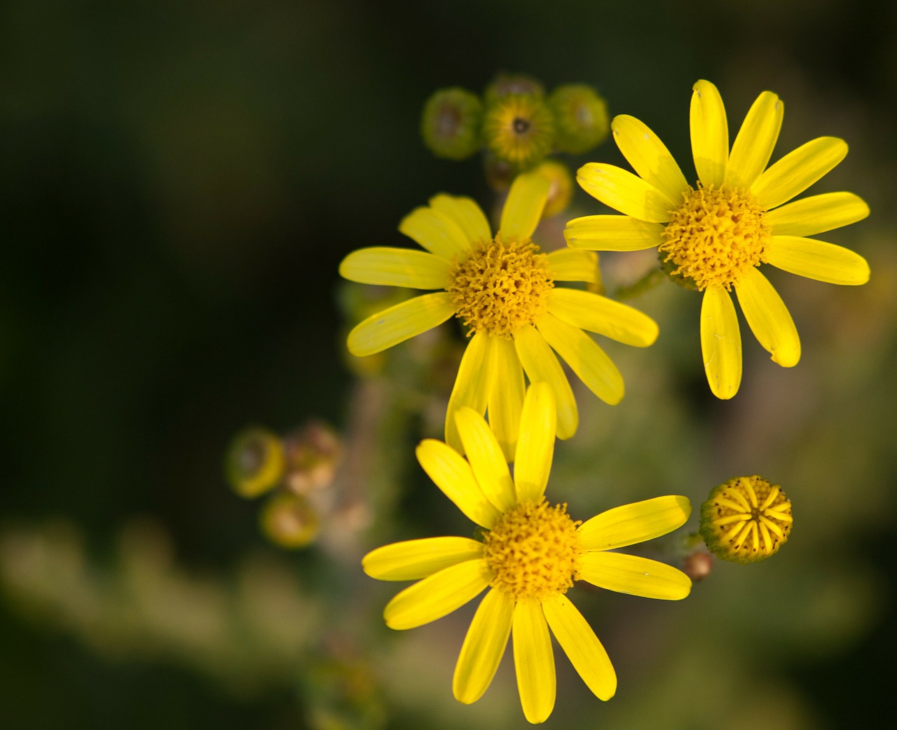 Wildflower, Geltona Gėlė, Laukas, Nemokamos Nuotraukos,  Nemokama Licenzija
