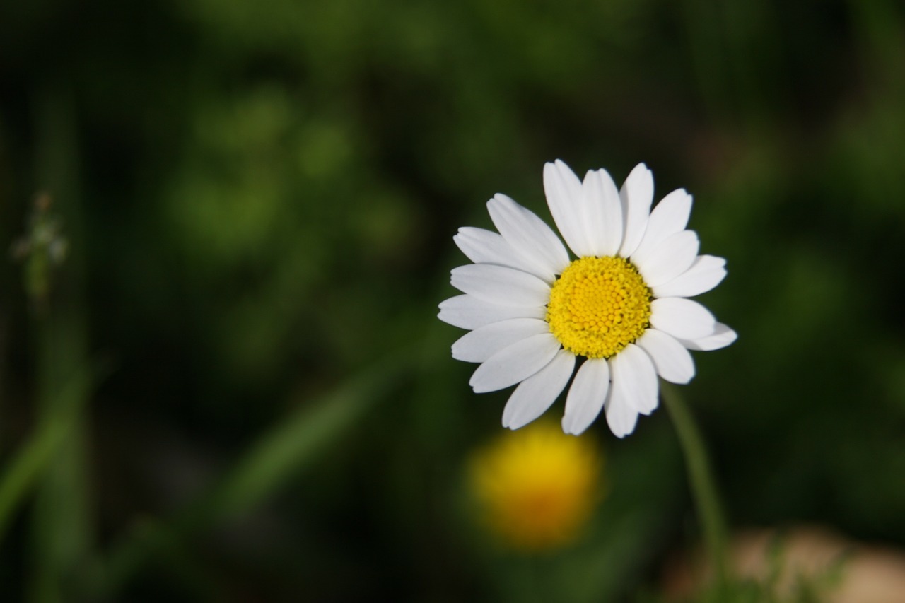 Daisy, Wildflower, Balta, Geltona, Gamta, Lauke, Žalias, Natūralus, Gėlė, Laukas