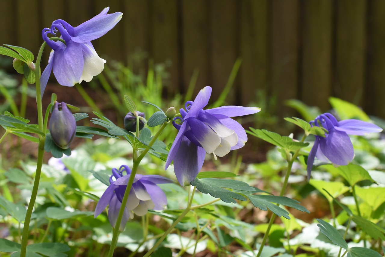 Wildflower, Violetinė, Seulas, Pavasaris, Gamta, Nemokamos Nuotraukos,  Nemokama Licenzija