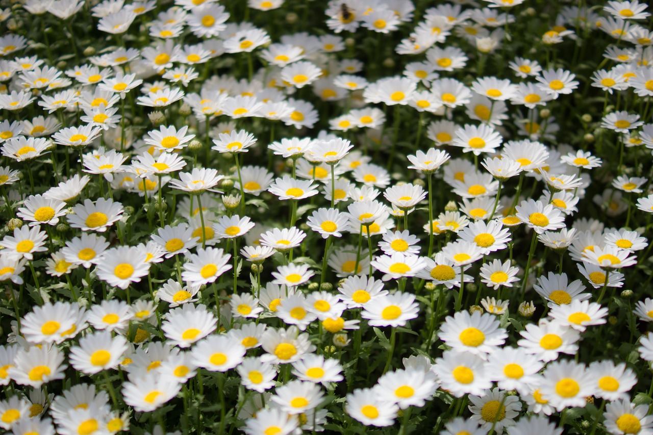 Wildflower, Gėlės, Wildflower Close-Ups, Pasodintas Augalas, Kritimo Gėlės, Žiedas, Chrizantema, Gėlių Didieji Planai, Nemokamos Nuotraukos,  Nemokama Licenzija