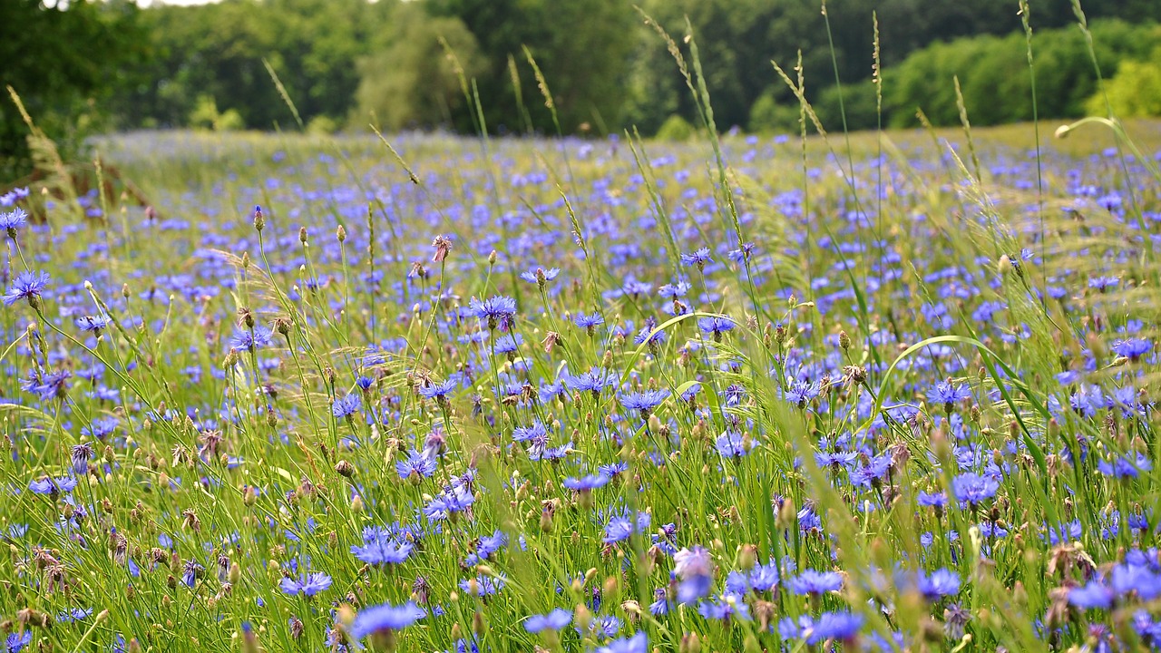 Wildflower, Pievos Gėlė, Vasaros Augalai, Saulės Šviesa, Gamta, Nemokamos Nuotraukos,  Nemokama Licenzija