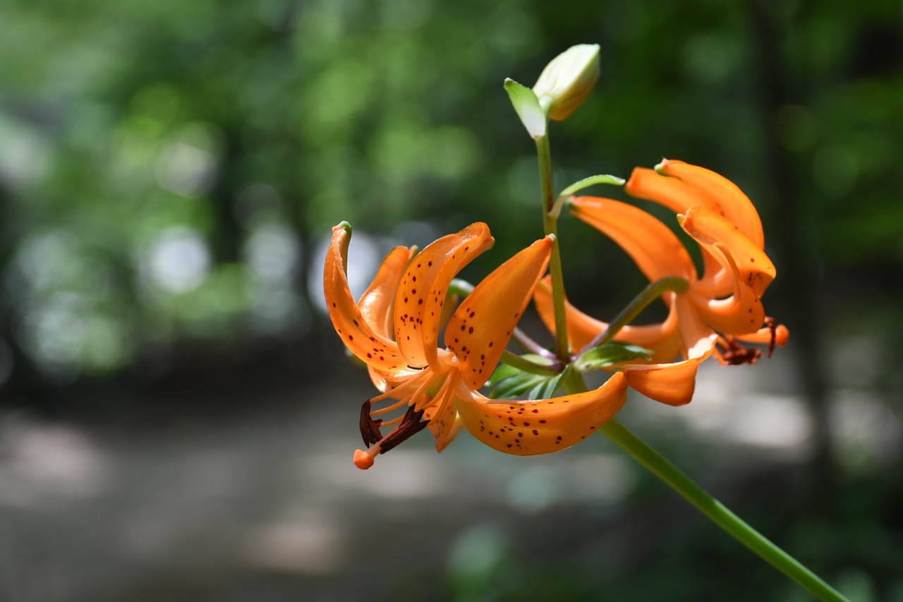 Wildflower, Kalnas, Arklio Naira, Oranžinė Spalva, Nemokamos Nuotraukos,  Nemokama Licenzija