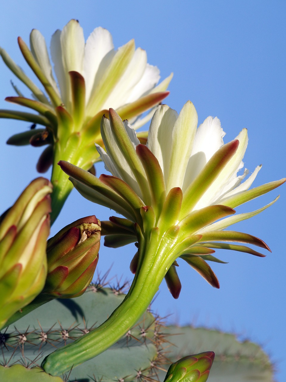 Dygliuotas Kriaušes, Kriaušių Gėlė, Wildflower, Pavasaris, Žydi, Nemokamos Nuotraukos,  Nemokama Licenzija