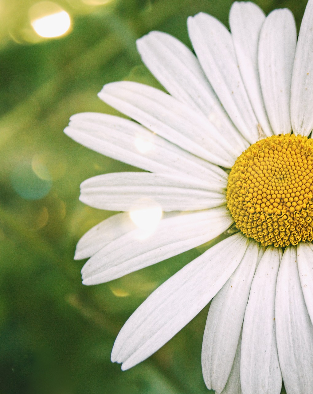 Wildflower, Daisy, Vasara, Gėlių, Balta, Laukiniai, Žydėti, Žiedas, Botanikos, Makro