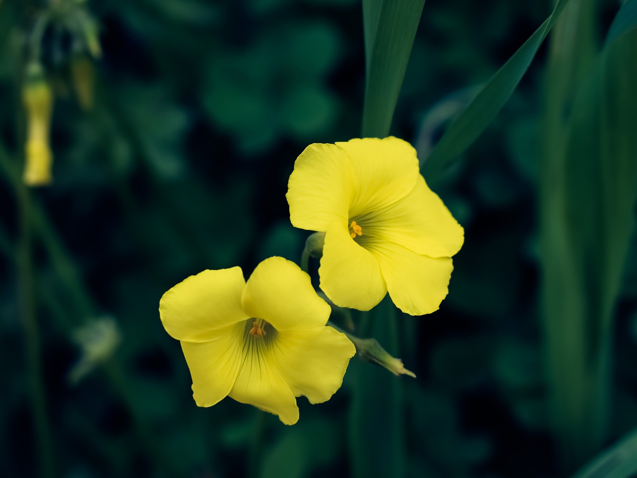 Wildflower, Geltona, Gamta, Laukas, Pieva, Žydėti, Spalva, Žiedlapis, Šviesus, Tuti