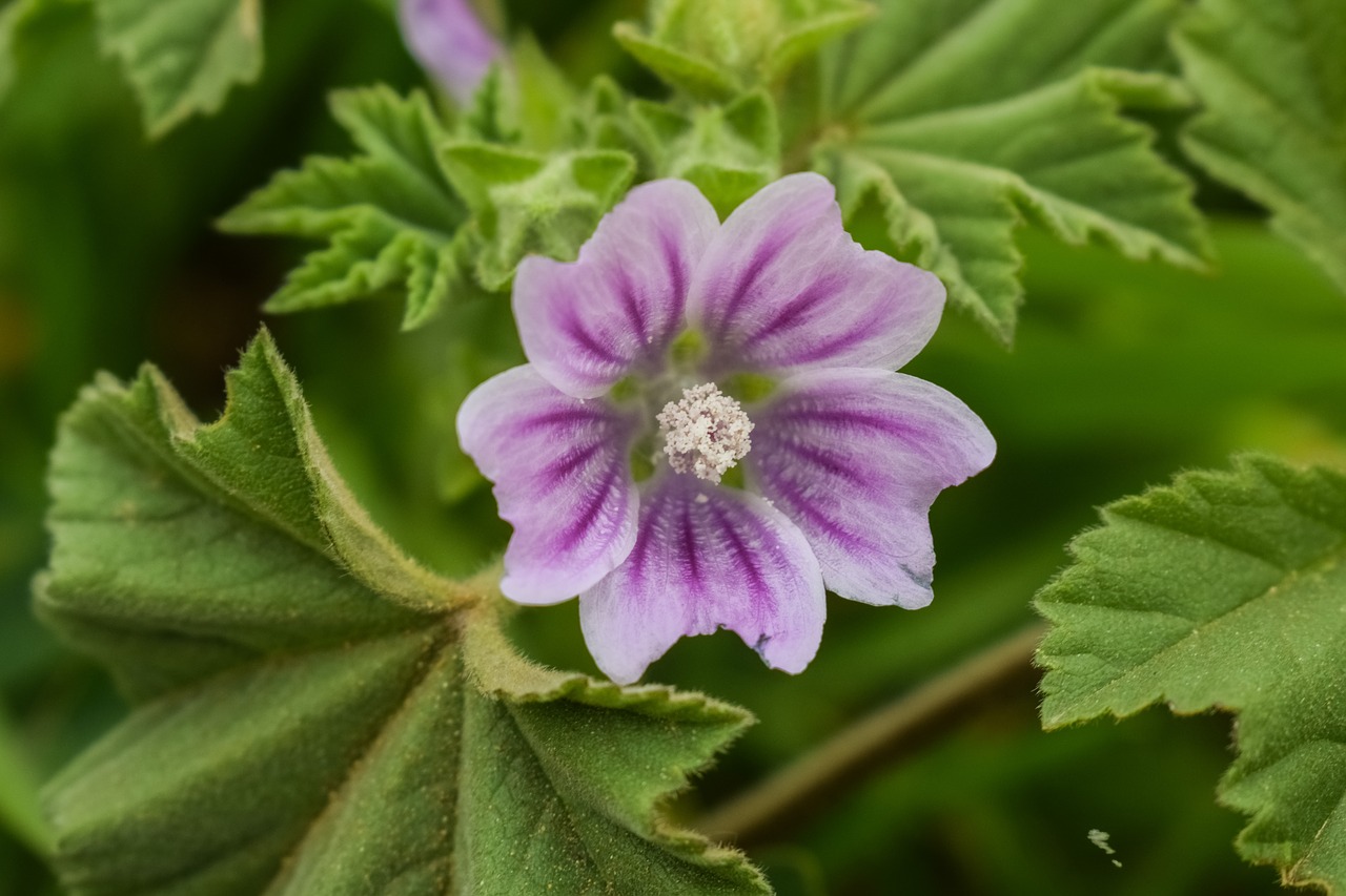 Wildflower, Gamta, Flora, Žiedas, Žiedlapis, Violetinė, Žydėti, Nemokamos Nuotraukos,  Nemokama Licenzija