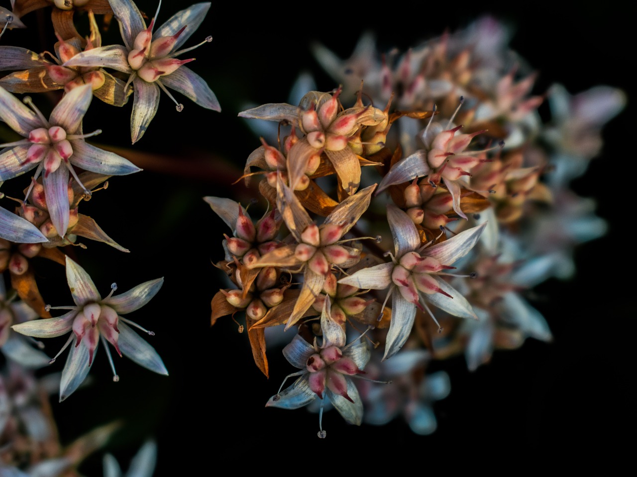 Wildflower, Florescencija, Gamta, Žiedas, Flora, Pavasaris, Žydi, Pavasaris, Žydi, Kipras