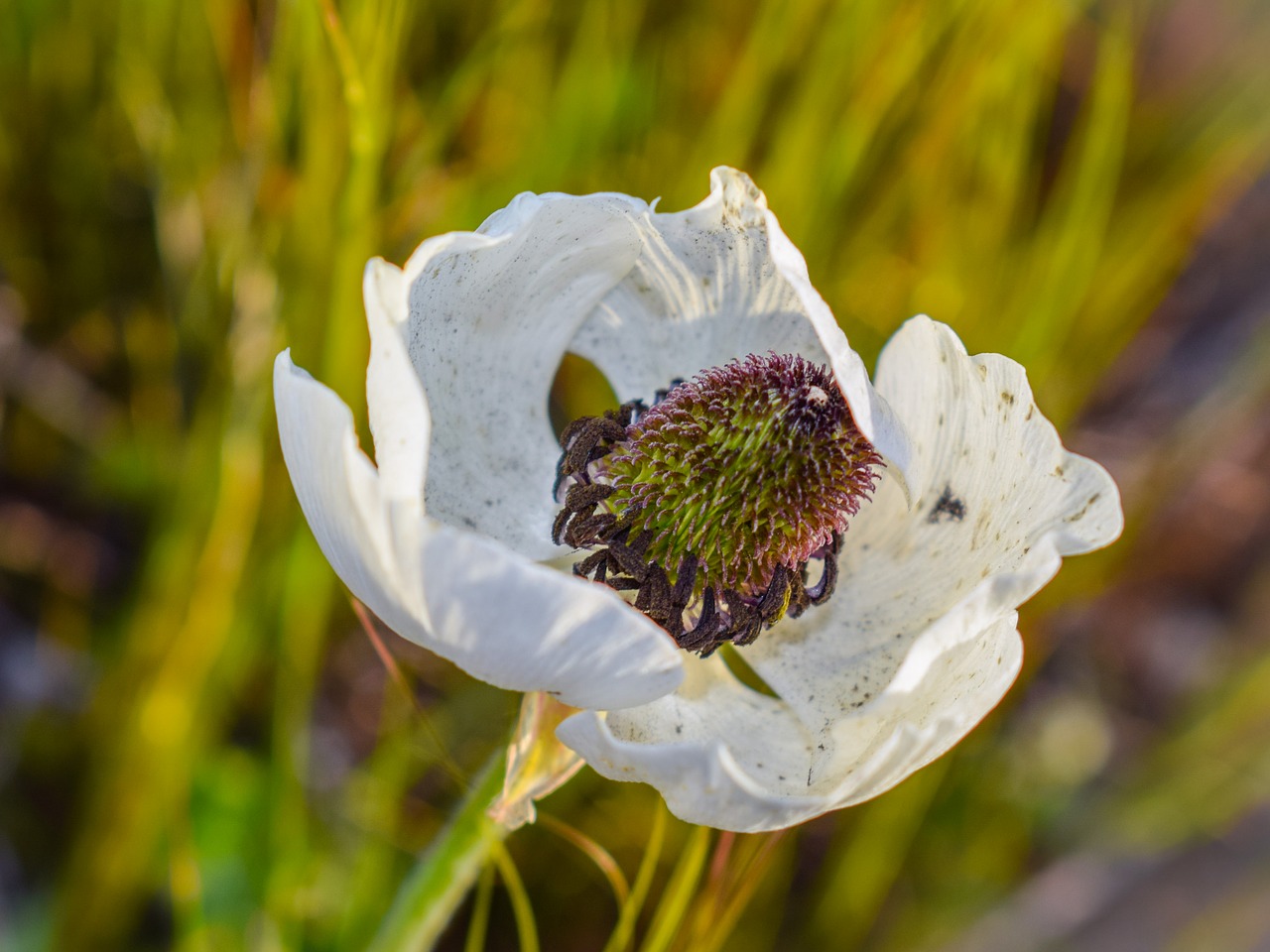 Wildflower, Balta, Pavasaris, Gamta, Gėlė, Augalas, Žydėti, Žiedas, Žydi, Flora