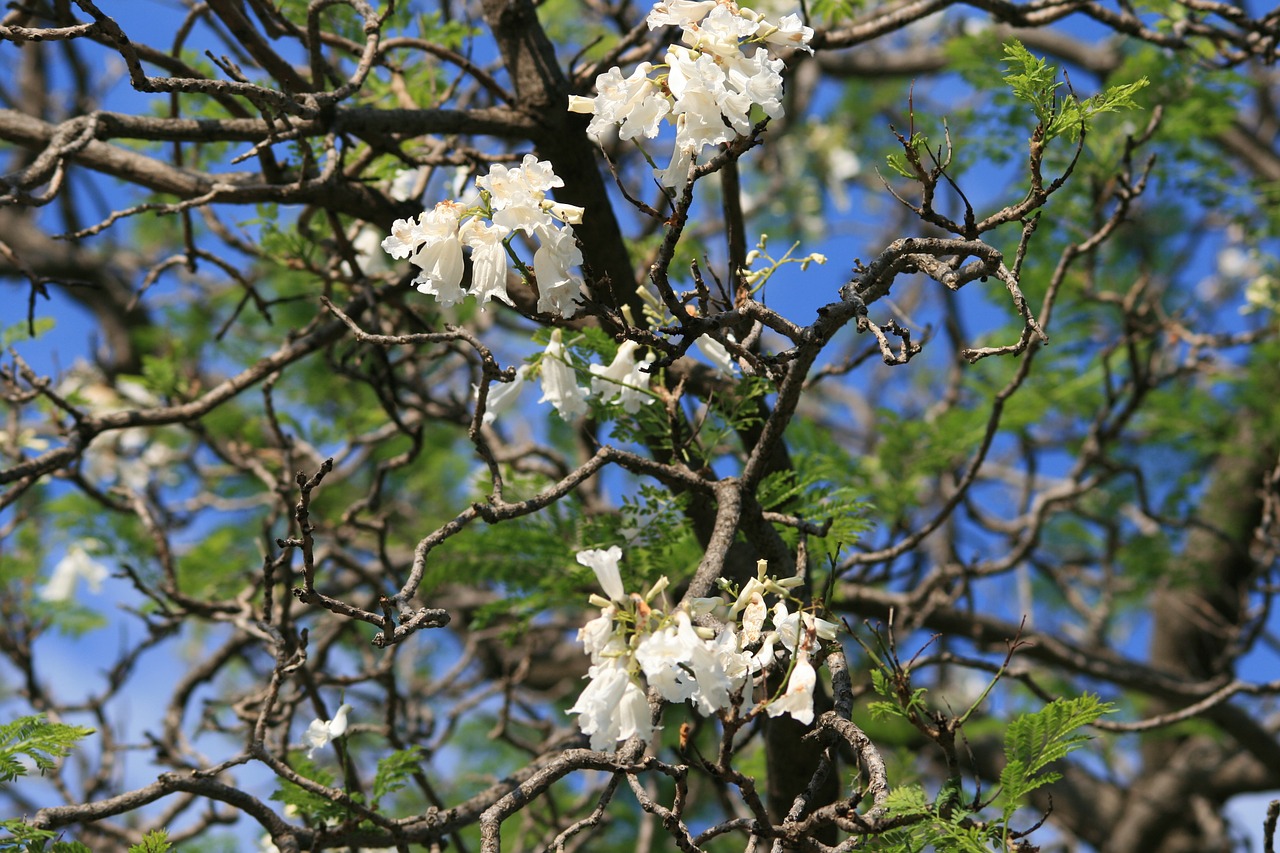 Wildflower, Jakaranda, Gėlės, Gėlių, Augalas, Natūralus, Žiedas, Žydėti, Žiedlapis, Botanikos