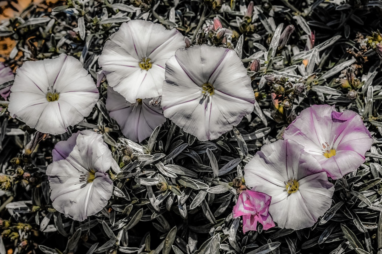 Wildflower, Balta, Gėlė, Gamta, Pavasaris, Žydėti, Žiedlapis, Žiedas, Žydi, Flora