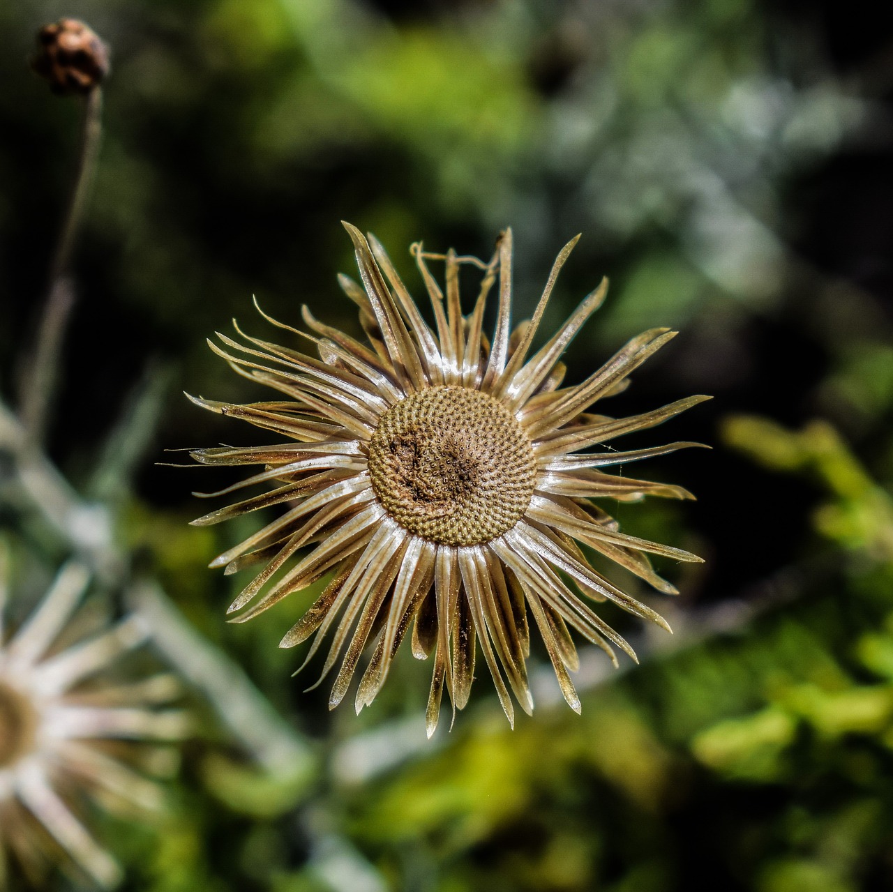 Wildflower, Auksas, Gėlė, Augalas, Gamta, Pavasaris, Flora, Kipras, Nemokamos Nuotraukos,  Nemokama Licenzija