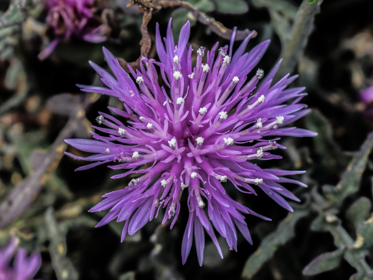 Wildflower, Violetinė, Gėlė, Pavasaris, Gamta, Žiedas, Žydi, Flora, Kipras, Nemokamos Nuotraukos