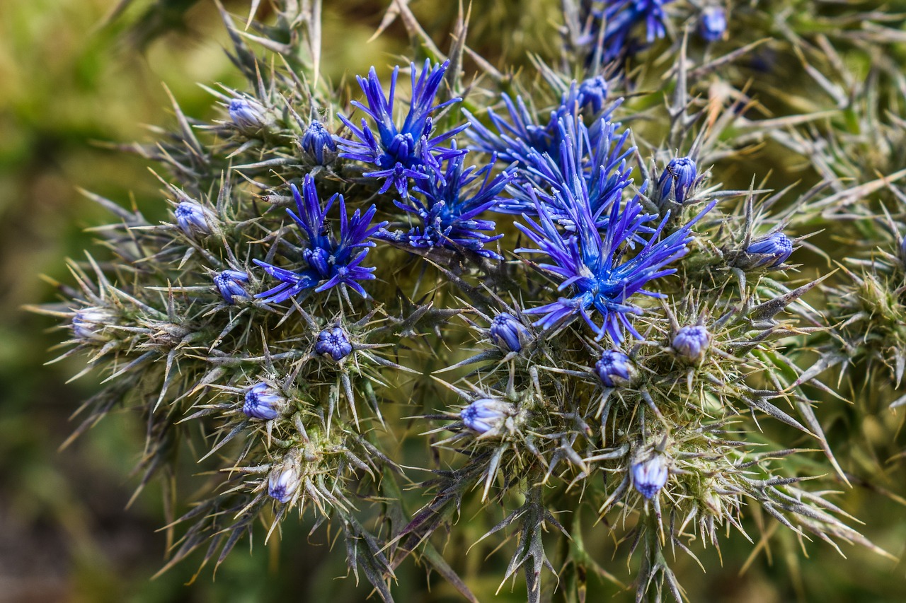 Wildflower, Mėlynas, Erškėčių, Gėlė, Pavasaris, Augalas, Flora, Kipras, Nemokamos Nuotraukos,  Nemokama Licenzija