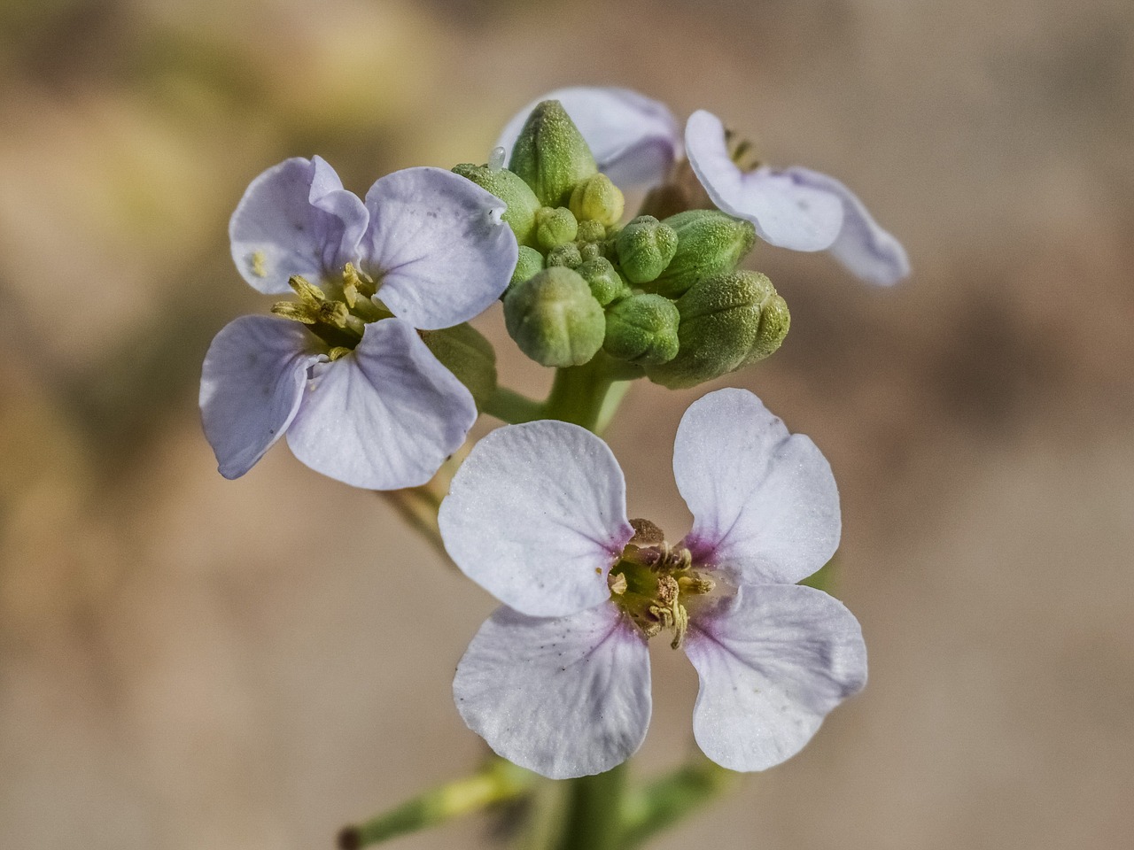 Wildflower, Gėlė, Pavasaris, Žiedas, Žiedlapiai, Tuti, Augalas, Flora, Kipras, Nemokamos Nuotraukos