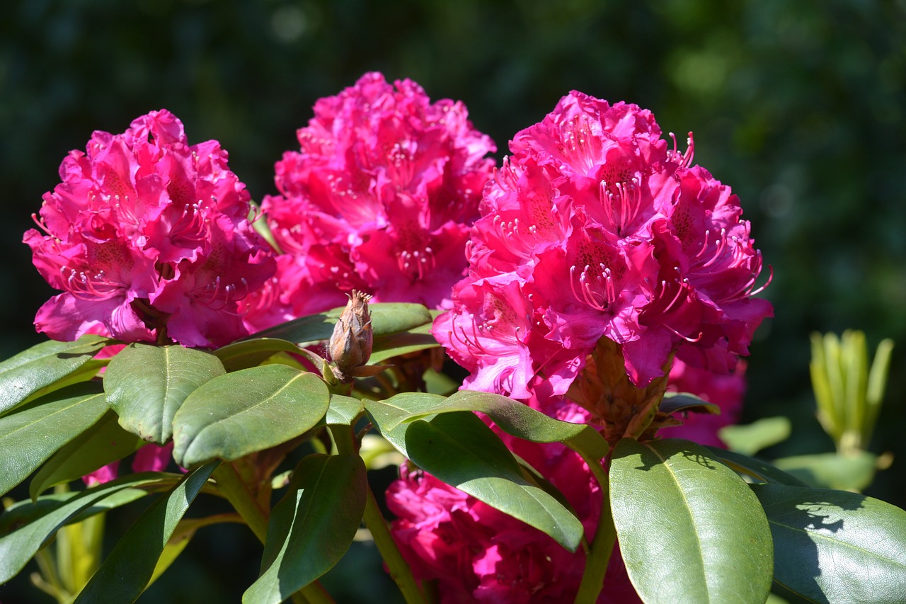 Wildflower, Gėlė, Rododendras, Visžalis Krūmas, Gėlių, Augalas, Natūralus, Žiedas, Žydėti, Žiedlapis