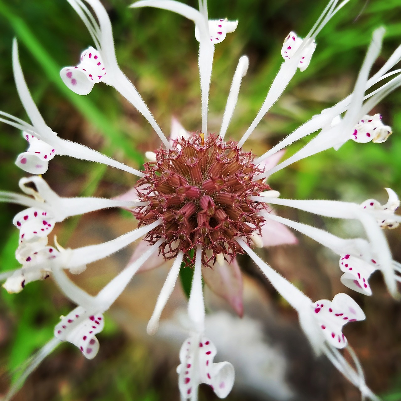 Wildflower, Makro, Gėlė, Pavasaris, Gamta, Vasara, Augalas, Laukiniai, Žiedas, Žydėti