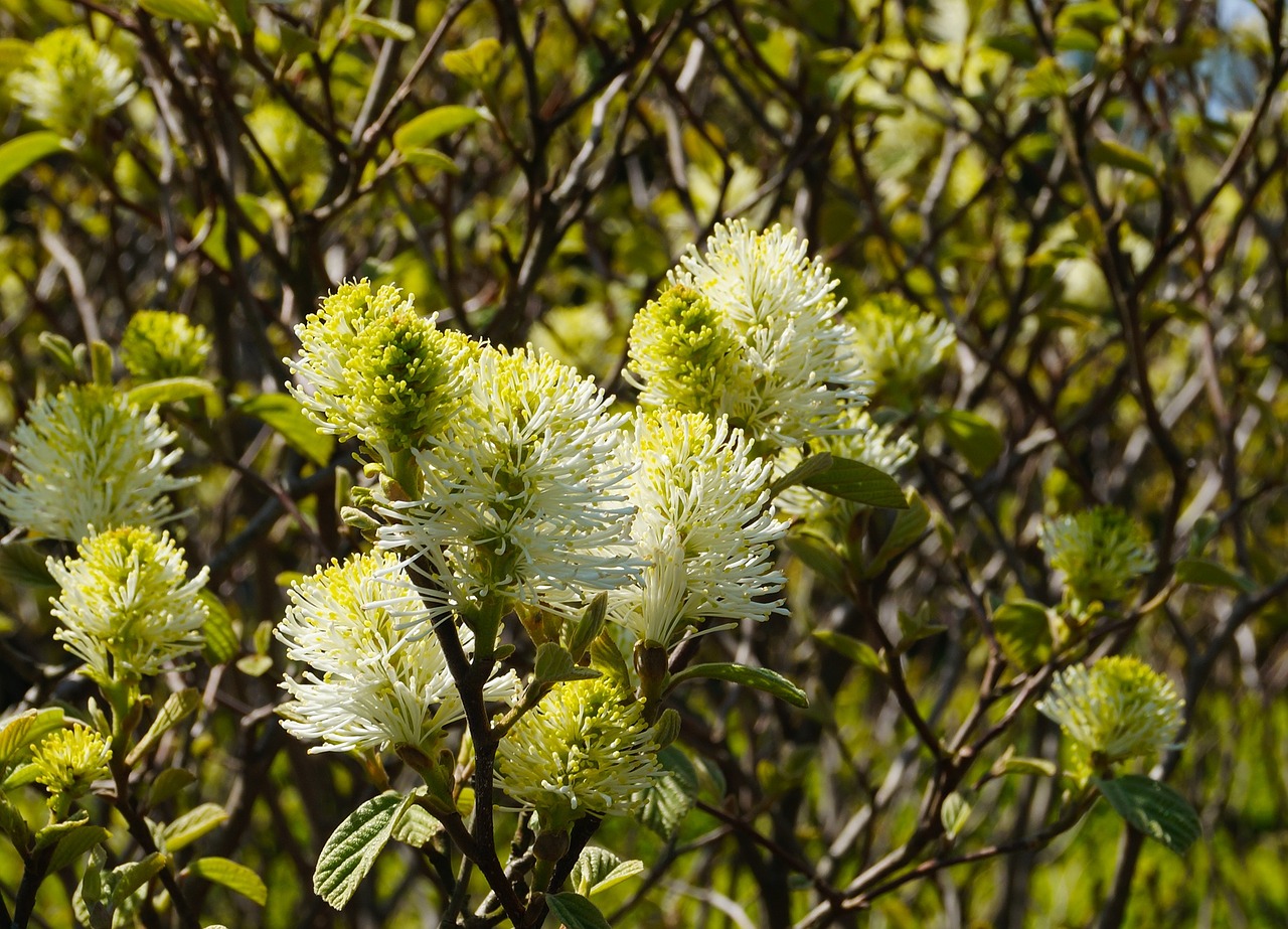 Wildflower, Gėlė, Krūmas, Gėlių, Augalas, Natūralus, Žiedas, Žydėti, Žiedlapis, Botanikos