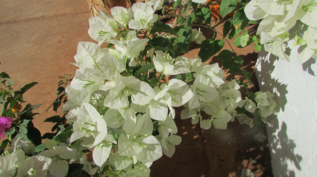 Wildflower, Gėlė, Bugenvilija, Dharwad, Indija, Gėlių, Augalas, Natūralus, Žiedas, Žydėti